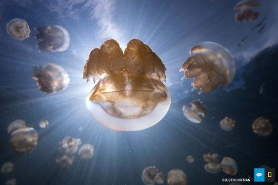 2014-06-06-jelly_fish_lake.jpg