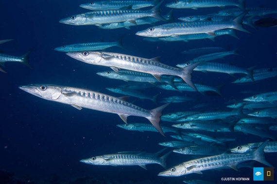 2014-06-06-palau_barracuda.jpg