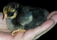 2014-06-10-babychick.jpg