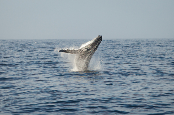 2014-06-13-HumpbackWhaleSeaShepherdEarthDrReeseHalter.jpg