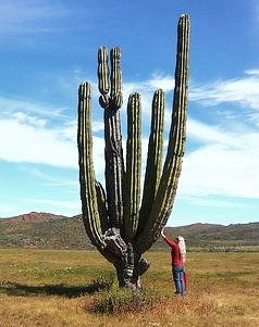 2014-06-16-cactus.jpg
