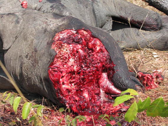 2014-06-17-ElephantPoachersAfricaEarthDrReeseHalter