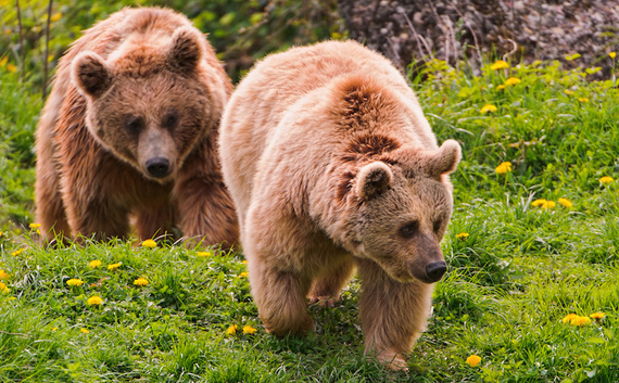 2014-06-19-brownbears.jpg