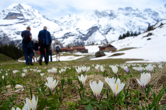 2014-06-19-flowersandalps.jpg