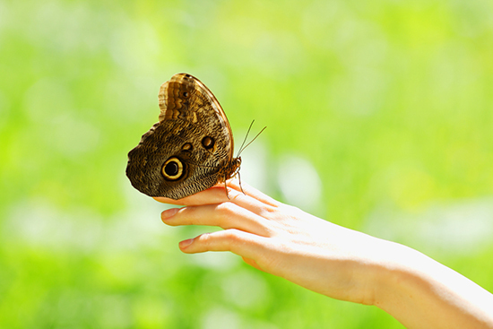 2014-06-20-butterfly1.jpg