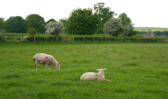 2014-06-20-sheep.jpg.jpg