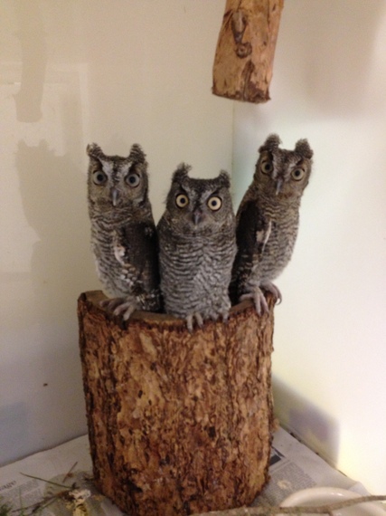 2014-06-26-3screechowls.jpeg