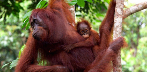 2014-06-28-orangutansborneoSourceWWFdeclinedbyhalfover60yrsccr231.png