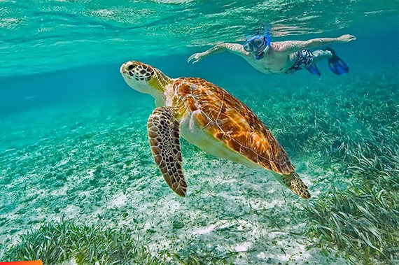 2014-06-29-snorkelerwithturtle900px.jpg