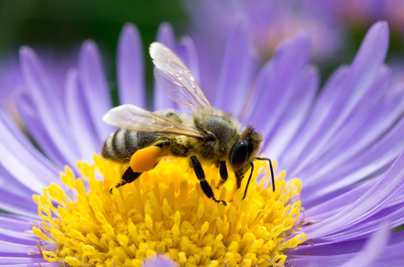 2014-06-30-bee_flower.jpg