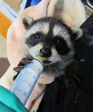 Orphaned baby raccoon being fed at WildCare. Photo by Alison Hermance