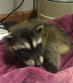 Orphaned raccoon being weighed at WildCare. Photo by Kate Lynch