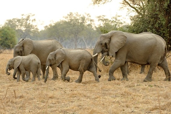 2014-07-06-JulieLarsenMaher_6608_AfricanElephantsinwild_ZMB_071408_hrreduced.jpg