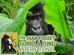 2014-07-07-DianFosseyGorillaFundEarthDrReeseHalter