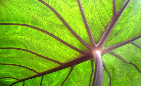 2014-07-11-Taro_leaf_underside_backlit_by_sun_800x494.jpg