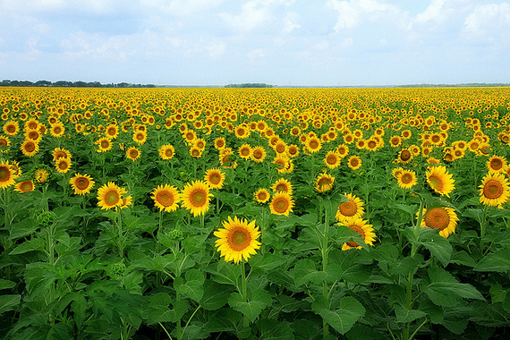 2014-07-11-sunflowers.jpg