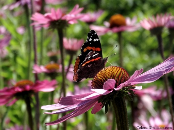 2014-07-13-savortheseason_butterflyflower.jpg
