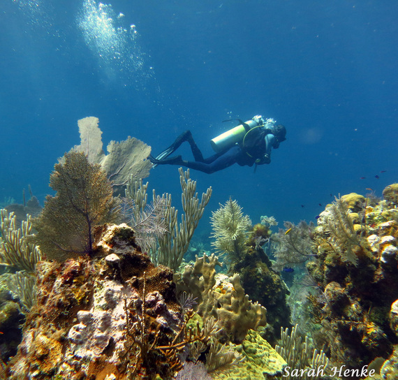 Sarah Henke Photography Roatan Bay Islands Ocean Connections Scuba Diving