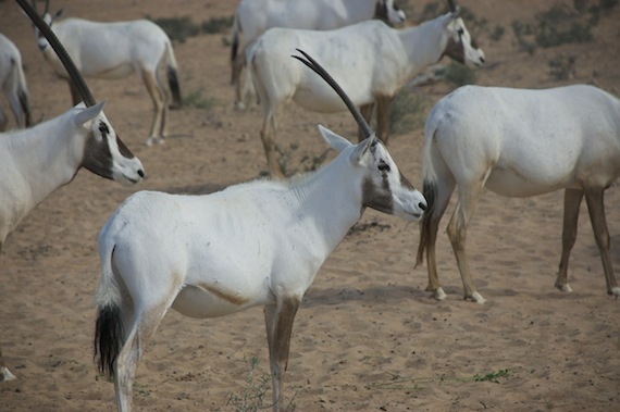 2014-07-16-OryxDubaiDessertReserve.jpg