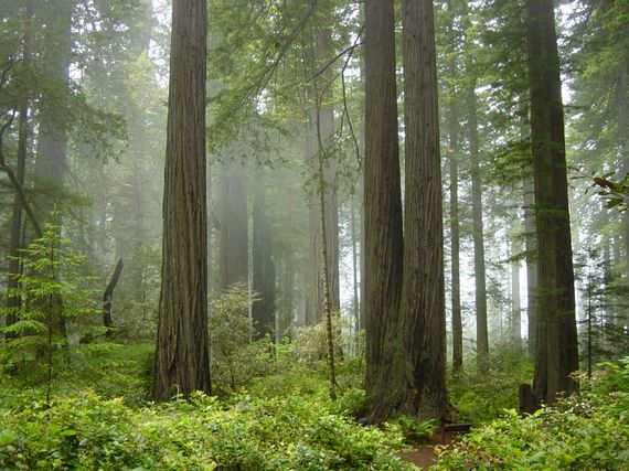 2014-07-17-Redwood_National_Park_fog_in_the_forest.jpg