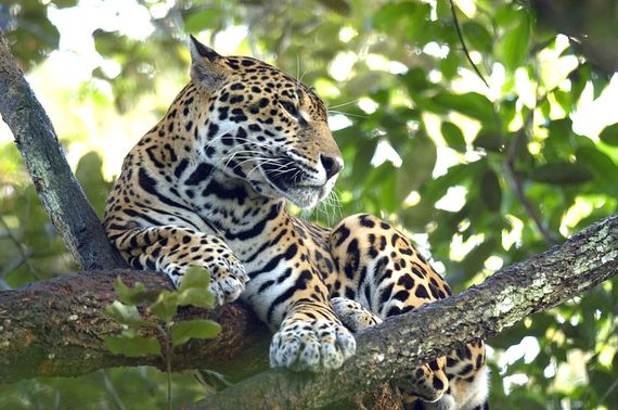 2014-07-21-JaguarinBelize.jpeg