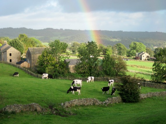 2014-07-21-Yorkshirecowsandrainbow.jpg