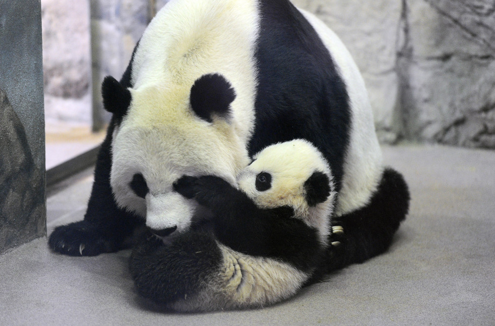 2014-07-21-mNATIONALZOOPANDA980x645.jpg