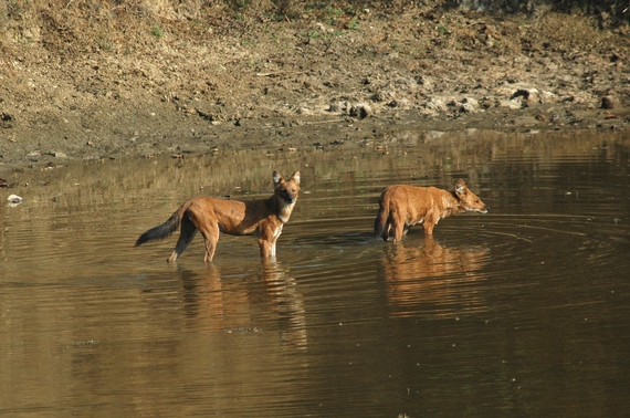 2014-07-23-Dholes_CWS.jpg