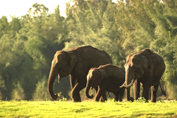 2014-07-23-Elephantfamily_KalyanVarmalightened.jpg