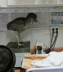 Black-crowned Night Heron chick doesn't want to be weighed at WildCare, so he steps off the scale. Photo by Alison Hermance