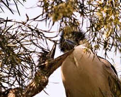 Black-crowned Night Heron and chick. WildCare photo by Susan Hillyard