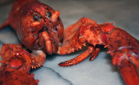 2014-07-25-twis_lobster.jpg