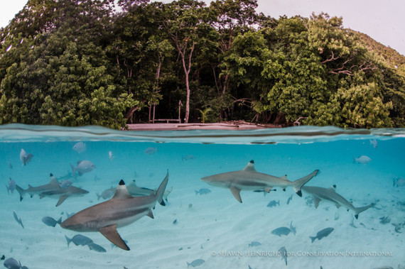 2014-07-26-BlacktippedReefSharksatWayagRangerStationShawnHeinrichs.jpg