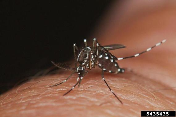 2014-07-30-asiantigermosquito.jpg
