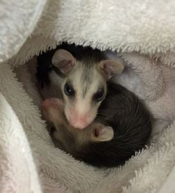 Orphaned opossums at WildCare. Photo by Kate Lynch