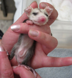 Showing this young opossum's marsupium. Photo by Alison Hermance