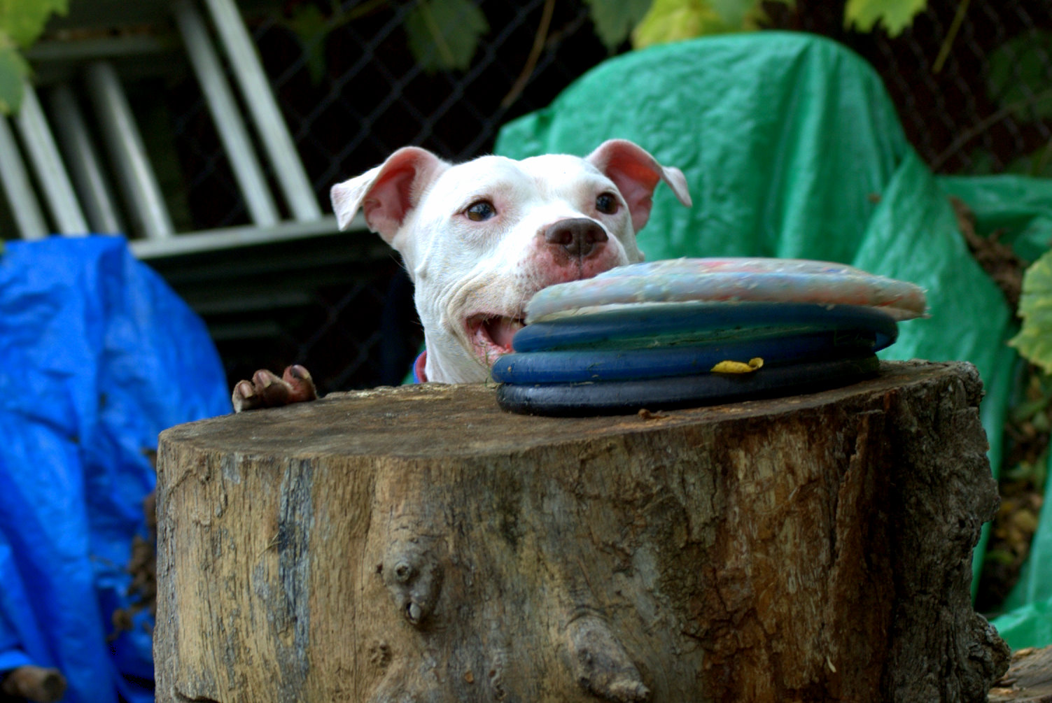 2014-07-30-pitbull2.jpg