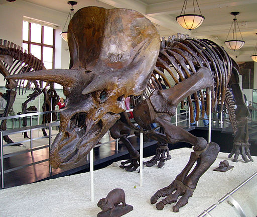 2014-07-31-512pxTriceratops_AMNH_01.jpg