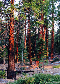 2014-07-31-Yosemite2.jpg