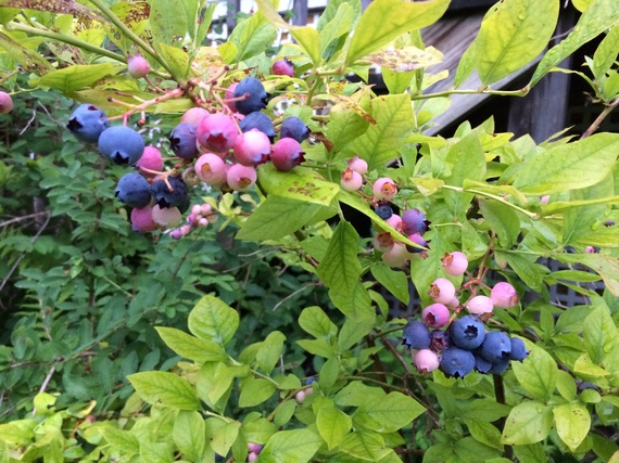 2014-07-31-blueberries.jpg