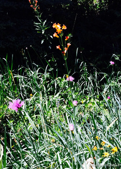 2014-07-31-yosemite4.jpg