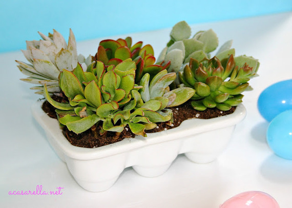 2014-08-01-Succulentsinporcelaineggcarton.jpg