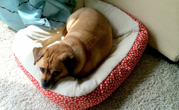 2014-08-01-dogbed.jpg