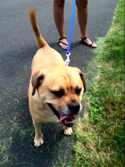 2014-08-01-lostdog.jpg