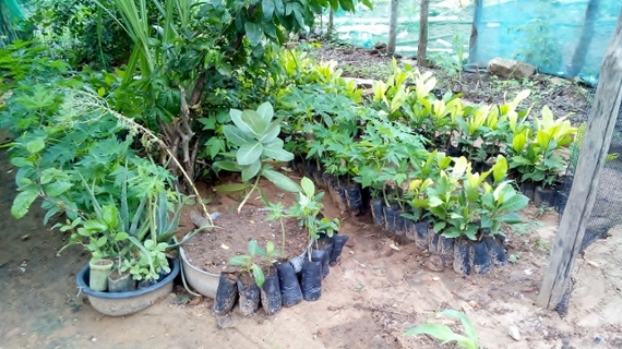 2014-08-02-17_saplings.jpg