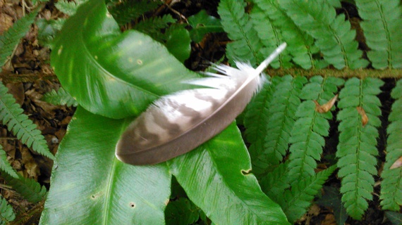 2014-08-03-featheronbracken.jpg