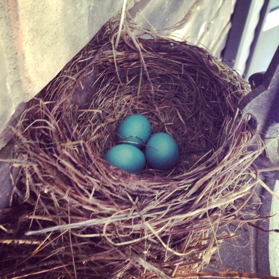 2014-08-04-Nest.JPG