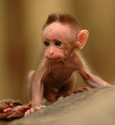 baby monkey abuse macaque monkeys bonnet funded thumb their huffingtonpost mothers dollars tax newborn many peerless cute