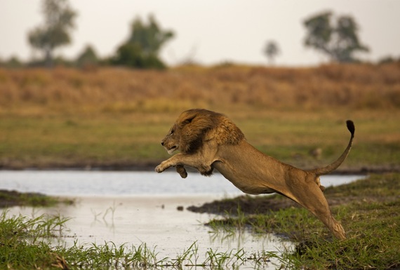 On World Lion Day Lets Celebrate The Lions That Made Us Who We Are