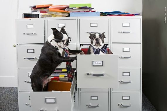 2014-08-06-BostonTerriersindrawers7.jpg